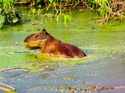 Capivara