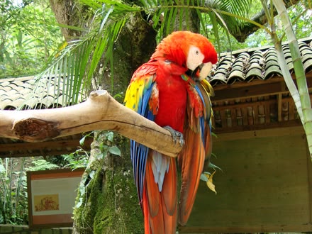 Copán Ruinas Birdpark Copán Ruinas Birdpark
