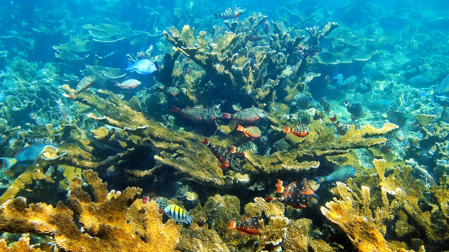 Islas de la Bahía - Korallen